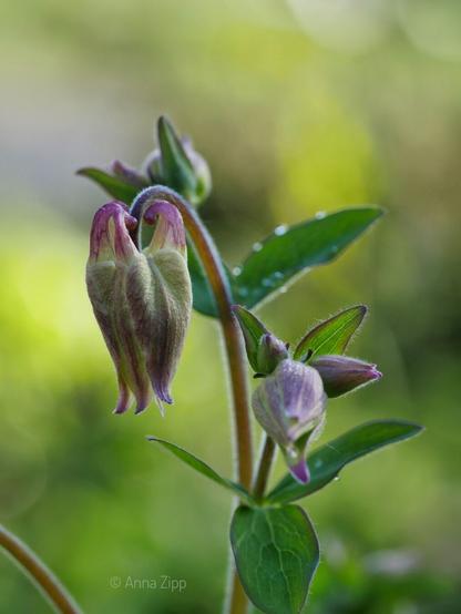 Close-up of two purple and green flower buds with green leaves, against a blurred green background. Dewdrops are visible on the plant.