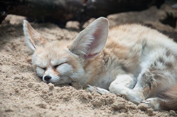 A cozy looking fennec fox sleeping in the sand.