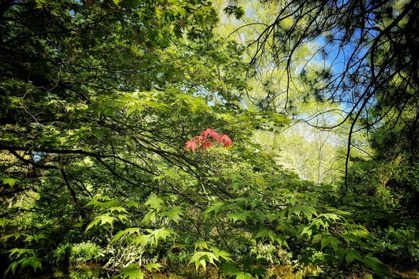 A low-angle shot looking up through a dense canopy of bright green leaves. A small cluster of vibrant red leaves stands out prominently in the centre of the frame. Sunlight filters through the leaves, creating dappled light and shadows. The branches of the trees are visible, and a hint of blue sky can be seen through gaps in the foliage.