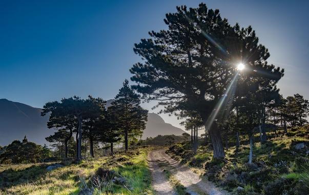 Walking towards the sun on a tree lined track.
