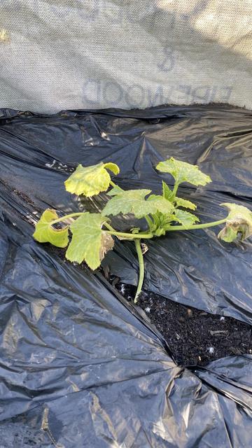 A small young courgette plant in a raised bed with black biodegradable weed membrane around it. Patches of brown on the frosted leaves are curling at the edges but the centre of the plant is green and healthy.