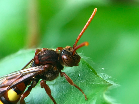 Flavous Nomad Bee