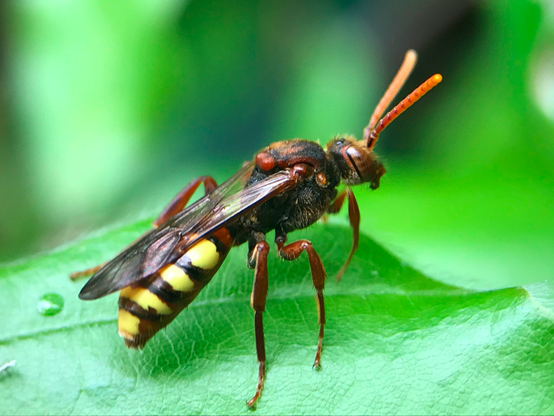 Flavous Nomad Bee, profile view