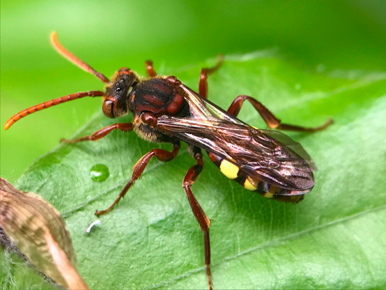 Flavous Nomad Bee, top view, wings folded