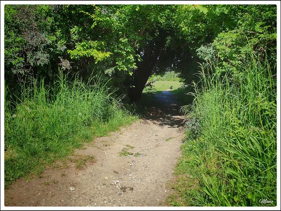 Bildbeschreibung:
Blick auf einen Sandweg, der durch einen “Tunnel” aus Bäumen und Zweigen führt.