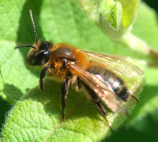 Chocolate Mining Bee