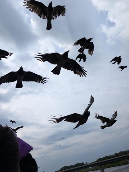 Foto während des Radfahrens, nach oben: viele dunkle Krähen fliegen nahe neben mir (links im Bild abgeschnitten) und über mir mit. Der Himmel ist bewölkt und dunkel, im Hintergrund rechts ist eine Brücke über einen breiten Fluss.