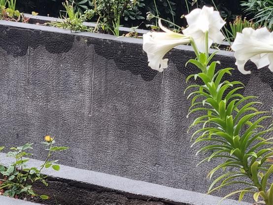 Una piccola rosa 🌹 gialla inizia a spuntare vicino a dei grandi gigli bianchi