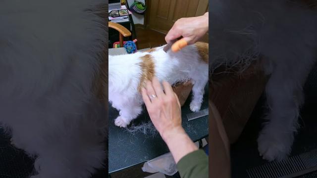 プラッキングの後は・・・  #ジャックラッセルテリア  #jackrussellterrier  #癒し