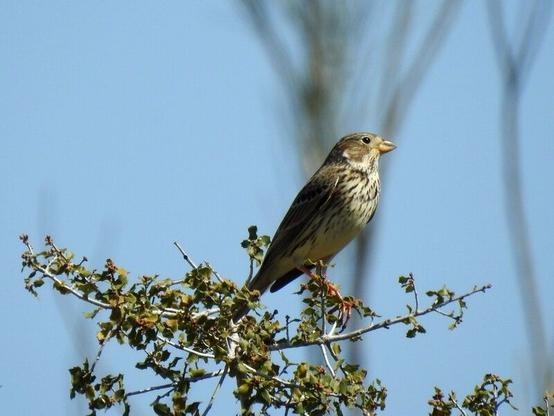 Un pájaro de pequeño tamaño se encuentra posado, de perfil,  sobre un matorral (quejigo). El ave tiene el pico grueso y de color crema. El ojo es completamente negro. El plumaje del pecho es color crema con manchas oscuras alargadas. La cabeza y el dorso son de un tono más oscuro que el pecho. Las patitas del ave son rojizas.