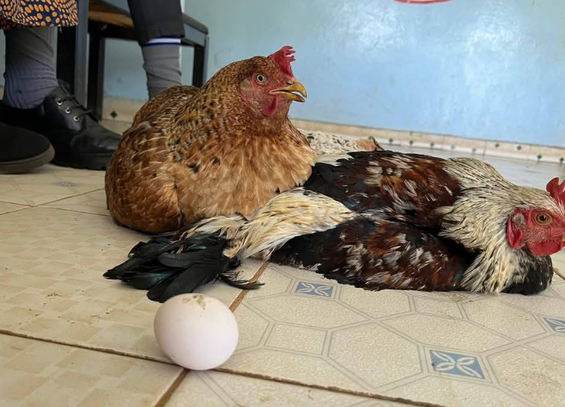 Chicken brought to offset school fees in Adiedo mixed day secondary school