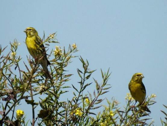 Una pareja de verdecillos está posada sobre un pequeño matorral contra el cielo azul. Las aves son de color amarillo verdoso, con tonos oscuros en los laterales de la cara y parte superior de la cabeza. Las plumas de las alas son de color crema con manchas más oscuras. Ambos miran espectantes a la cámara.