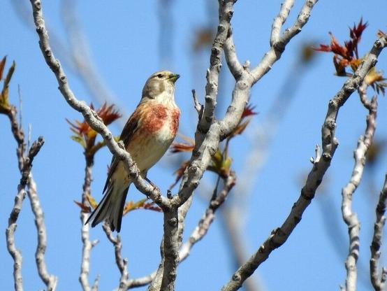 Un ave de pequeño tamaño está posada en la rama de un árbol mientras observa al fotógrafo. El pájaro es de color crema en el pecho, con dos manchas de color rojizo a ambos lados del mismo. El pico es grueso y de color gris. la parte superior de la cabeza es gris-marrón claro, mientras que las alas son de un color marrón más intenso. En el fondo aparecen más ramas del árbol borrosas contr el azul del cielo.