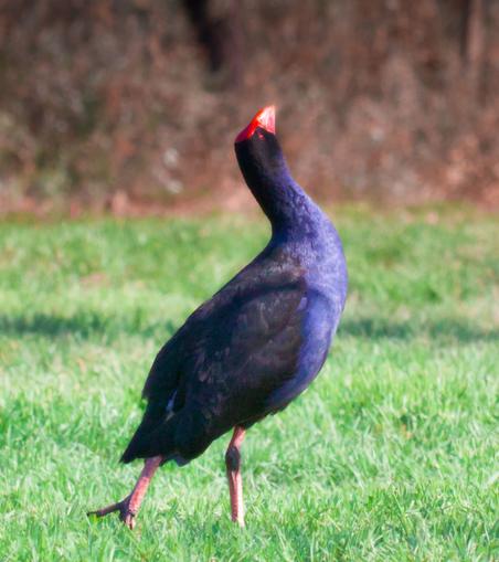 Australasian Swamphen posed with head to sky against grass