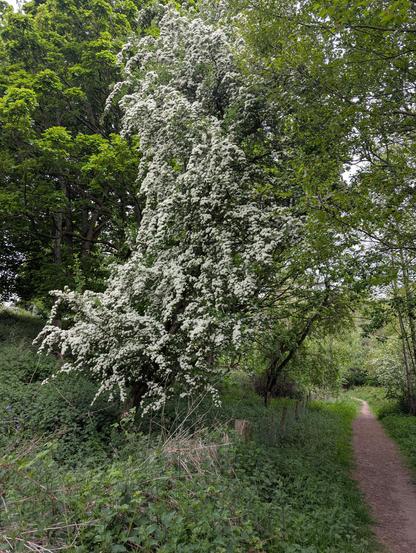 A hawthorn tree covered in white blossoms