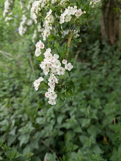 A closeup of hawthorn flowers showing little pink dots on the white leaves.