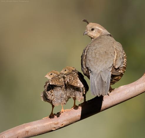 Two little California Quail chicks stand on a branch beside their Mom.  The chicks have not developed the distinctive head plume yet, but the adult has her feathery plume sweeping gently forward, as is typical of quails.

The photographer is Chris Johnson.