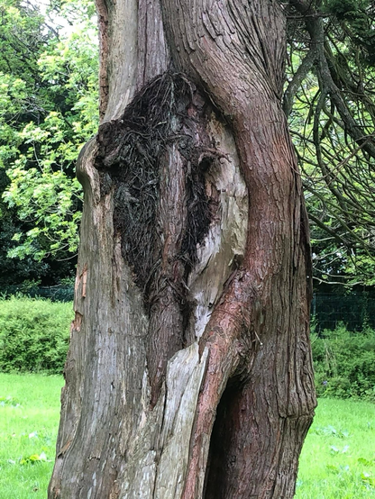 Damaged tree showing a ‘face’ like an elephant two eyes and trunk
