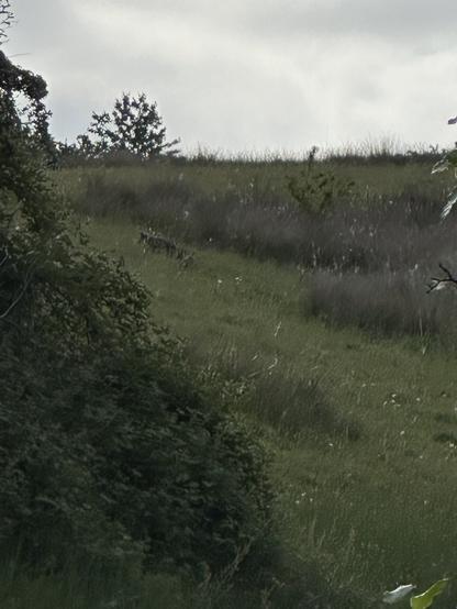A grassy bank dotted with hawthorn bushes under a grey sky, a fox and cubs walking up the slope