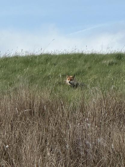 A fox sitting on a grassy slope looking at the camera above a patch of long brown grass