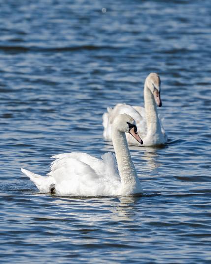 A pair of swans on blue water.