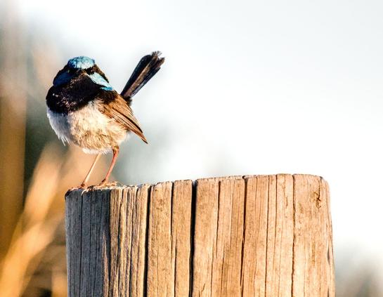 Superb fairy wren sitting on top of a wooden post starting directly at the camera