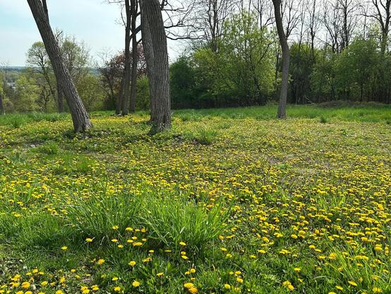 A field of grass with about a gazillion dandelions throughout, making it more yellow than green. There are a couple of lone trees in the field, and a line of shorter trees at the edge.