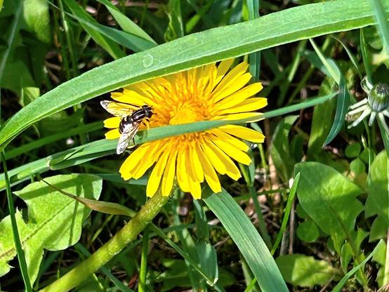 Closeup of a stripey fly-- lengthwise stripes on the thorax, widthwise stripes on the abdomen-- perched on a dandelion flower.