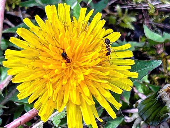 Another closeup of a dandelion flower, this one currently home to two ants.