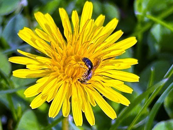 This final dandelion flower has a rather small bee seemingly cuddling its center.