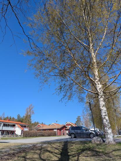 En grönskande björk mot blå himmel i ett sömnigt villakvarter.
