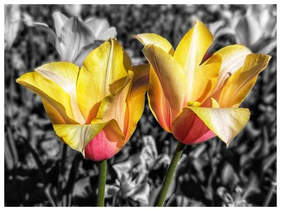 Two vibrant yellow and pink tulip flowers are in sharp focus against a blurred black and white background of more tulips and foliage. The tulips are side-by-side, their petals showing variations of yellow that deepen to a rosy pink at the base. They stand on slender green stems. The background's monochrome palette makes the colours of the two foreground tulips stand out vividly.