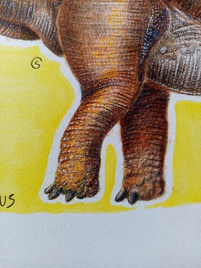 Amargasaurus front legs