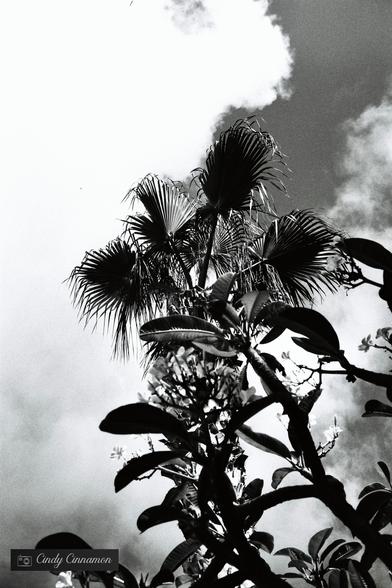 Végétation exotique et ciel nuageux. Photographie noir et blanc par Cindy Cinnamon
