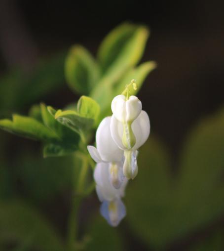 A close up portrait shot of some white dicentra flowers; the flowers themselves are heartshaped with a hanging bell shape beneath them. This shot shows them from the smallest in the foreground going back to the larger of the four in the background. A few leaves can be seen slightly to the left of the flowers. The rest of the image is in soft focus which throws the flowers themselves forward.