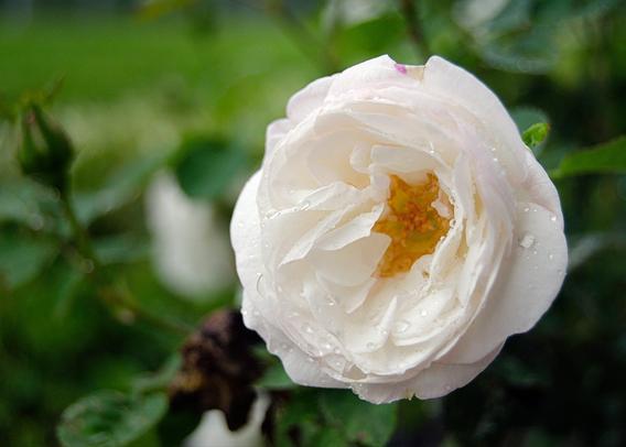 A close up photo of a white rose with drops of rain on the petals. There's a hint of pink on the edges of the flower, with a yellow center.