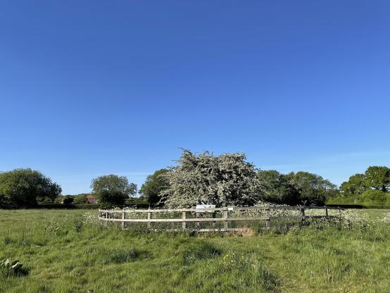 Lone Hawthorn in bloom stands in the middle of a grassy field in the middle distance. It is surrounded by an old circular wooden fence. Behind it in the distance is a row of trees. Above is a cloudless blue sky. Calm.