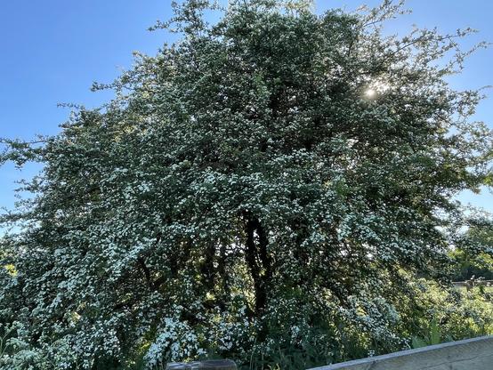 Hawthorn in bloom fills the image with clear blue sky behind. The sun glimmers through the branches to the top right. Lovely.