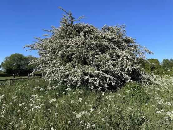 Hawthorn in bloom stands in a grassy field peppered with cow parsley with white flowers everywhere. Clear blue sky. Uplifting.