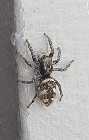 Araña pequeña parada en la esquina de una pared, oscura con franjas blancas.