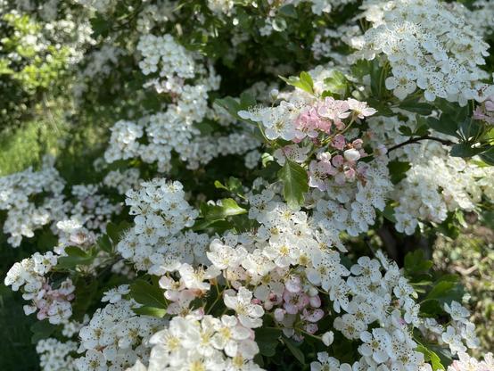 Close up of hawthorn flowers in full bloom. Mostly white with a few pinkish ones. The flowers are dappled with sunlight and the wonderful green of the leaves give a contrasting backdrop. Beautiful.