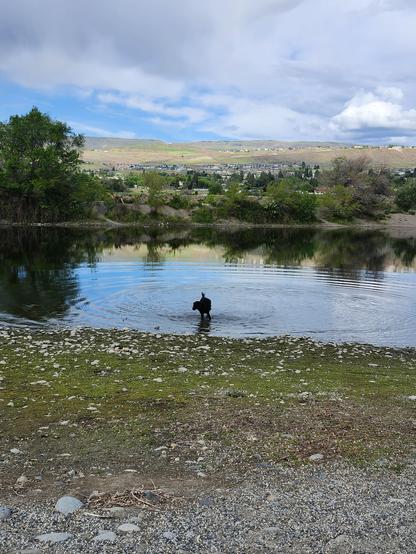 a black dog is standing in a little inlet of the columbia river, far from the camera.  The sky is mostly cloudy, and there's lots of rocks and mud between the dog and the photographer.  Some of that mud will soon be on the photographer, via the dog.