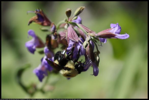 A Common Eastern Bumble Bee (Bombus impatiens) was visiting a Salvia cultivar in Norman, Oklahoma, United States on April 21, 2025.