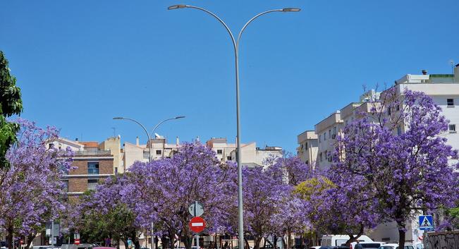 Una vista de una calle urbana bajo un cielo azul brillante. Varios edificios de varios pisos, de color beige claro, forman el fondo. El elemento principal de la imagen son numerosos árboles en flor, con una abundante floración de color púrpura intenso. Las flores cubren completamente las ramas de los árboles. Una farola alta y moderna se encuentra en primer plano, con otras farolas visibles en el fondo. Hay señales de tráfico y algunos vehículos parcialmente visibles al final de la calle. La escena evoca una sensación de primavera o verano en una zona residencial.