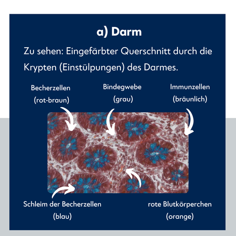Textfolie mit dem Science Shot, darauf die Schrift "Zu sehen: Eingefarbter Querschnitt durch die Krypten (Einstülpungen) des Darmes." Das Bild ist mit Pfeilen beschriftet; "Becherzellen (rot-braun); Bindegwebe (grau); Immunzellen (bräunlich); Schleim der Becherzellen (blau); rote Blutkörperchen (orange)"