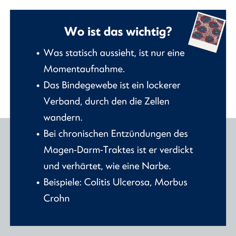 Textfolie mit Schrift: "Wo ist das wichtig? Was statisch aussieht, ist nur eine Momentaufnahme. Das Bindegewebe ist ein lockerer Verband, durch den die Zellen wandern. Bei chronischen Entzündungen des Magen-Darm-Traktes ist er verdickt und verhärtet, wie eine Narbe. Beispiele: Colitis Ulcerosa, Morbus Crohn"