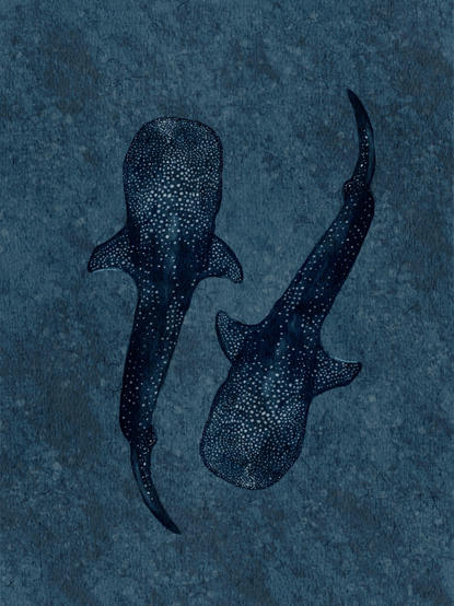 Digital watercolour painting of 2 whale sharks