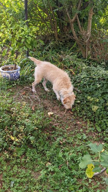 the dog Buba smells the ground in the garden