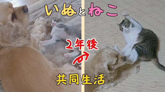 【犬と猫のいる暮らし】半身不随のボーちゃんと犬の花子の生活、その2年後🐈️