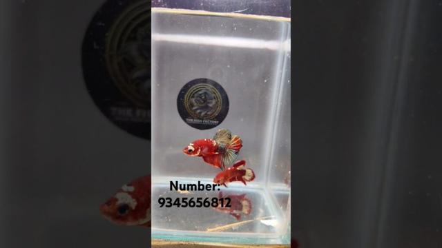 AAA GRADE 🎖️ IRON MAN AVAILABLE #aquarium #exoticaquariumfish #gbflowerhorn #bettafish #fishtank